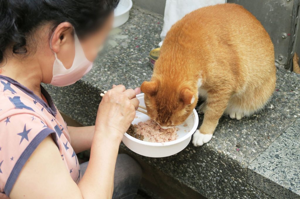 Cat Care and Feeding 6