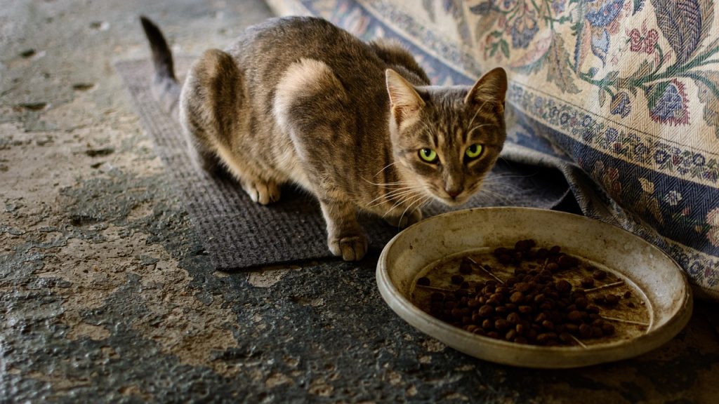 Cat Care and Feeding As A Home Pet
